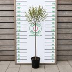 Breza previsnutá (Betula Alba pendula) ´MAGICAL GLOBE ´ - výška 120-130 cm, kont. C5L - NA KMIENKU